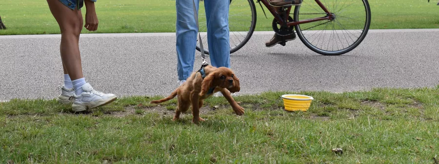 how-to-toilet-train-a-puppy